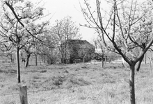 841031 Gezicht op een boerderij met bloeiende boomgaard bij de Ossenwaard te Cothen.